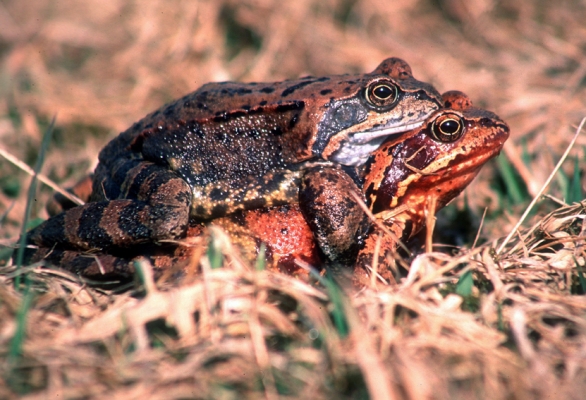 111-grasfrosch-paarung-foto-copyright-josef-limberger-ff785d60c126284ab1313b1e3a51220c