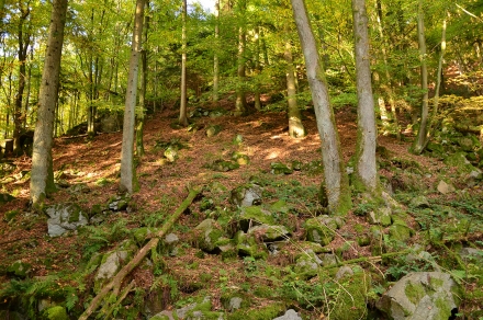 1ef01-2013.10.15-felsenreicher-waldbestand-a-c.leitner-2-57358458bc938c79f810d191eb85d490