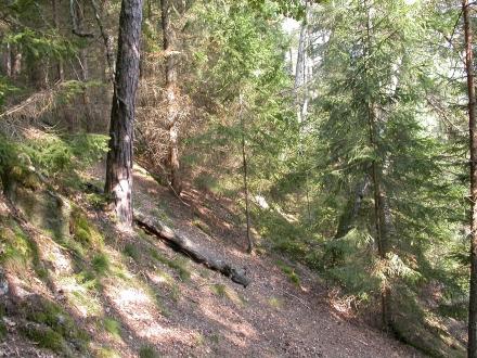 1fr03-2009.09.23-wald-a-m.schwarz-2-31e438c3a1b76d06d0b7f01c5b9cd64b