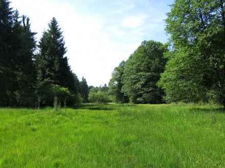 1sd08-2014.06.11-sumpfwiese-a-c.leitner-2-f6c4606c4380a6b55e8b8f8996f70a91
