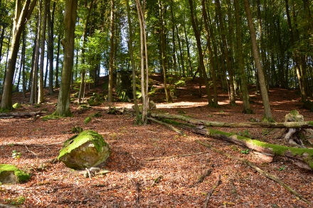 2ef03-2013.10.15-felsen-und-liegendes-todholz-a-c.leitner-2-4a82071b28402d167d4dd8d51078aa50