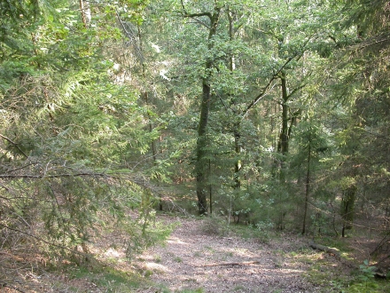 2fr03-2009.09.23-wald-a-m.schwarz-4-97427c0a204140b7c866aaddd225dda7