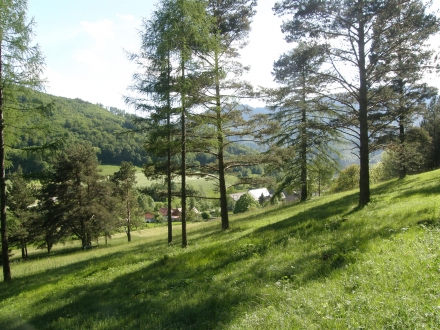 2ki06-2014.05.21-kalkmagerrasen-mit-pinus-sylvestris-und-larix-decidua-a-c.leitner-2-181127d5d50c74ac37d0c95b9212b68c