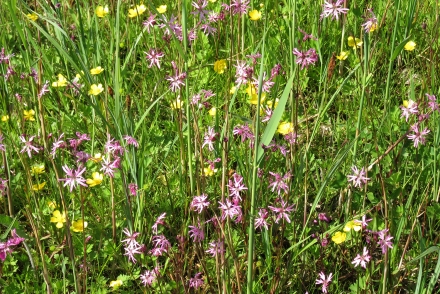 2sd06-2017.05.16-gemaehter-schilfbestand-mit-lychnis-flos-cuculi-a-m.schwarz-2-7990c48276956eadb91a0a9d643ae98d