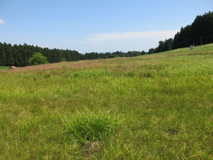 2uu02-2014.07.07-blick-auf-die-moorwiese-a-c.leitner-c2200b65cefe3371a9f0c29274a145c4