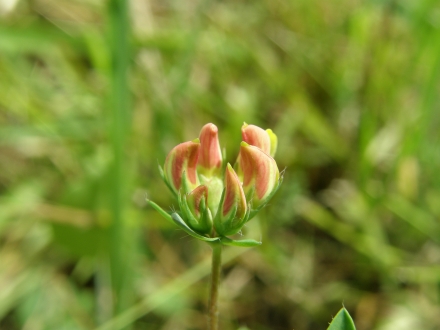 3br02-2013.08.07-lotus-corniculatus-a-c.leitner-a01294fa795d6e5790fbde231fa91f1b