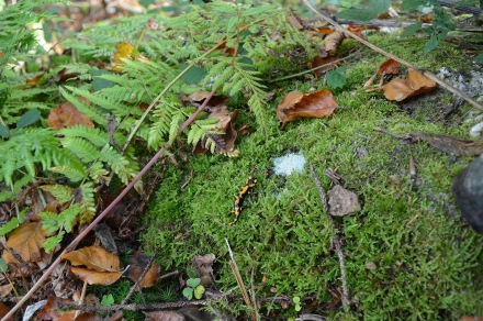 3ef05-2013.10.15-salamandra-salamandra-a-c.leitner-4-7c5ec8134159bc0f93c7ea9dccc009bd