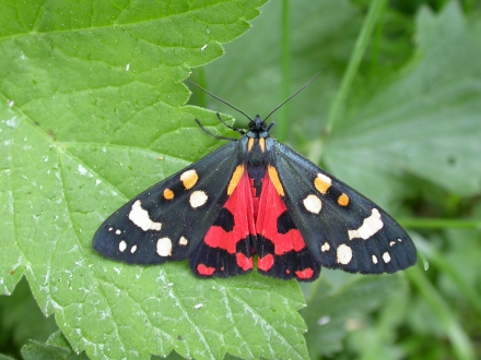 3fr03-2007.05.27-callimorpha-dominula-a-m.schwarz-981c84d315665f2073f1cc8767c39128