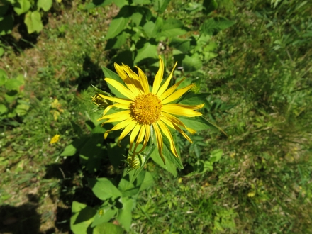 3fr06-2016.06.16-doronicum-austriacum-a-c.leitner-2-f1d4bc3e032514c5b3102965babc1c4f