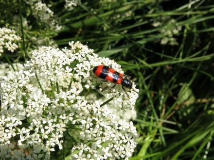 3fr08-2016.06.15-trichodes-apiarius-a-c.leitner-1-e2603a22f50fdb81829208c74e2c8c42
