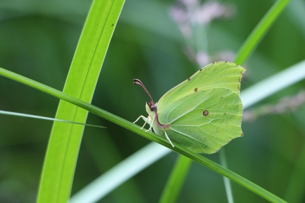 3gr08-2015.07.15-zitronenfalter-a-d.priller-1009e5aa40ce43209bebe62d5fd98b3d