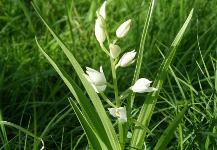3ki06-2014.05.21-cephalanthera-longifolia-a-c.leitner-324474e3217d2924e68f0ffdc3315c0d