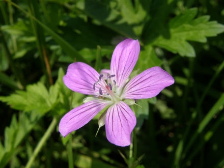 3kl01-2013.06.11-geranium-palustre-a-c.leitner-0fecb478350297a237ac15c33411214b