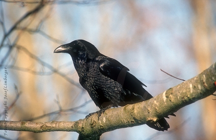 3kolkrabe-corvus-corax-foto-copyright-josef-limberger-neuschoenau-bayerischer-wald-januar-2002-edfd0ff8fa01218f0d6f925503e012a0