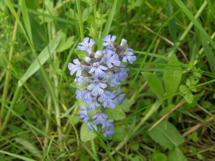 3l01-2013.05.07-ajuga-repens-a-c.leitner-2-b4899a424e5c364dd4b8a8edddf1397f