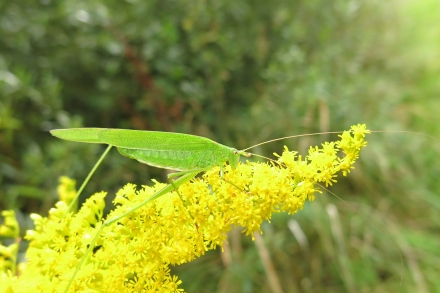 3l02-2014.08.27-phaneroptera-falcata-auf-solidago-canadensis-a-c.leitner-c116796280605f37bb86d2245f11c852