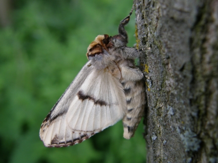 3ll01-2013.05.13-phalera-bucephala-a-c.leitner-7-b35657ad1ac1b867bc7ce85a14ecdecf