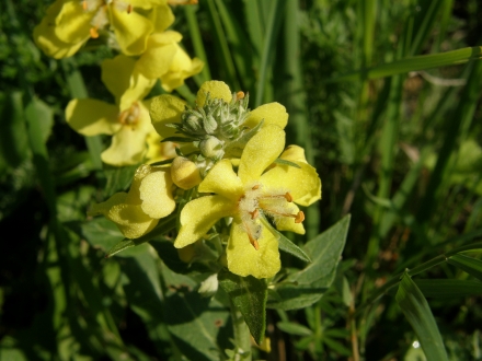 3ll03-2013.09.05-verbascum-lychnitis-a-c.leitner-2-5ff7a81bd55cead4236e5a47daa5b293