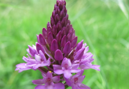 3ll05-2014.06.12-anacamptis-pyramidalis-a-c.leitner-b44b2b9f23605b3afcc38c3728d614f4