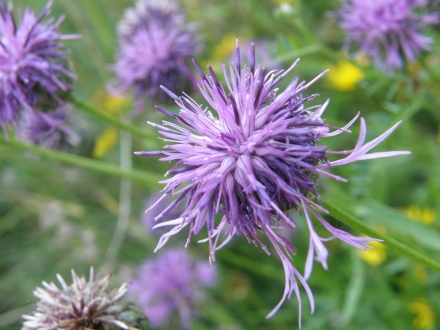 3pe02-2013.07.16-centaurea-scabiosa-a-c.leitner-42458ee8715023d293d6f5c3fdcc02ba