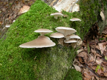 3ro04-2013.09.24-lignicole-pilze-a-m.schwarz-a07b57b4c73d4a224499165ea689492f