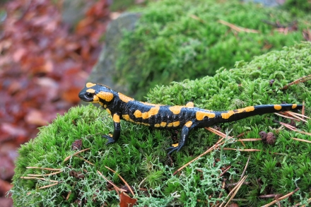 3ro07-2015.09.04-salamandra-salamandra-a-c.leitner-9d543ab58fecca4ae2c3f2d94e8c67ca