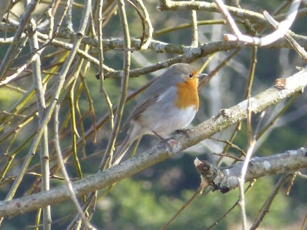 3ro13-2015.03.25-erithacus-rubecula-t.engleder-4d1e328b479114eb260755da4764b6ec