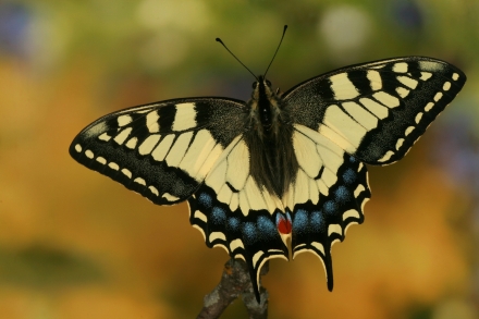 3schwalbenschwanz-papilio-machaon-foto-copyright-josef-limberger-97bbb3ccf13a12b60a545d011a481f84