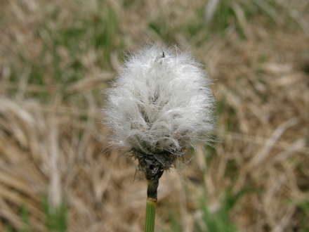 3sd01-2013.05.08-eriophorum-vaginatum-a-c.leitner-208498883d6924dcece7469ea0891167