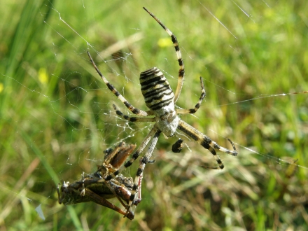 3sd02-2012.09.11-argiope-bruennichi-a-c.leitner-1-9df5081f89bcb40d2828ed7e7cf3e2b6