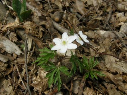 3sd06-2013.04.09-anemone-nemorosa-a-c.leitner-63536a8907ebd6847c141b03e2fc06ab