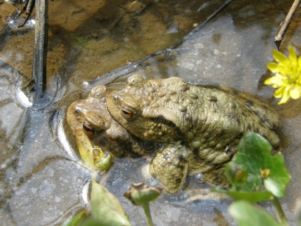 3sd07-2013.04.16-bufo-bufo-paar-c.leitner-057b2e550880fe5abbd74574bf811818