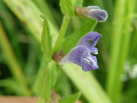 3sd12-2013.07.15-scutellaria-galericulata-a-c.leitner-c3ee4e3fd0e846f9128c3e17dadff9dd