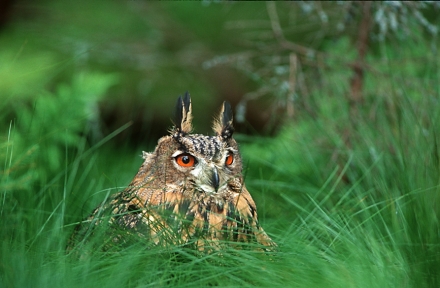 3uhu-bubo-bubo-im-moor-foto-copyright-josef-limberger-sandl-ooe.august-2002-ec5eb71ef6145f55965d698f077fddf9