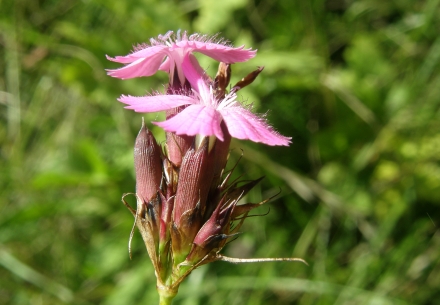 3uu05-2013.07.16-dianthus-carthusianorum-a-c.leitner-cc32b954e0619ebf430ec98891079e9e