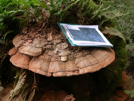 3vb02-2010.09.23-ganoderma-applanatum-a-m.schwarz-e359c6a3186939a6e076d69deaa7dd8f