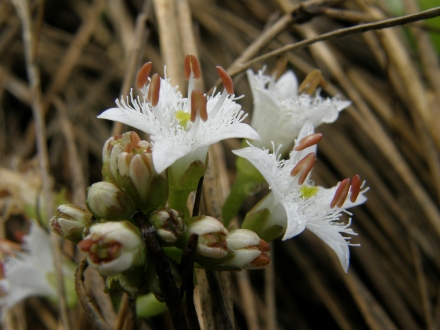 4br02-2013.08.07-menyanthes-trifoliata-a-c.leitner-6-d690773675944c5947bca68ca3b008b5