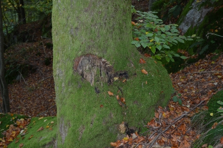 4ef05-2013.10.15-steinschlagspuren-a-c.leitner-3-ac4ad525d3b1d7167347733ea61e5417