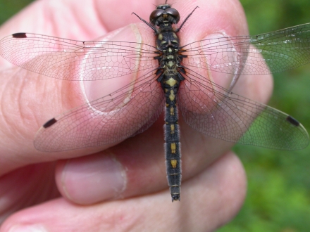 4fr04-2015.06.26-leucorrhinia-dubia-a-m.schwarz-5af1f31af1782054be8cccf975b4828e