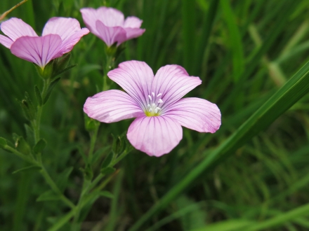 4ki04-2014.07.10-linum-viscosum-a-c.leitner-3341f2c14bb254a0d3d6bebcbfb2ce22