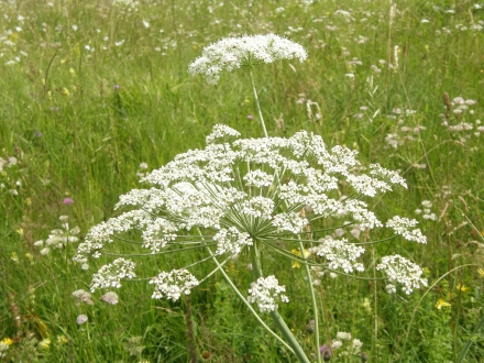 4kl02-2013.07.12-peucedanum-oreoselinum-a-c.leitner-6a986323818fef13a63afad17e49f5fb