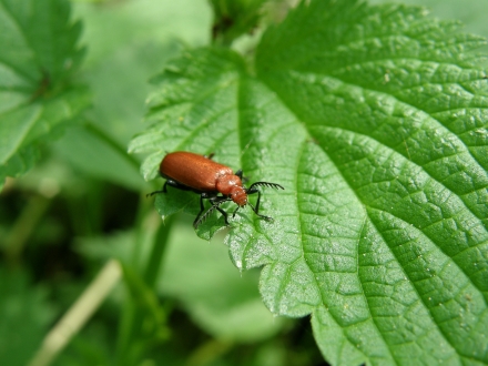 4l01-2013.05.07-pyrochroa-coccinea-a-c.leitner-2-6b6373a48fc599c370251cbaf59cd6f5