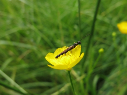 4l02-2016.06.14-calameuta-filiformis-a-c.leitner-c719b7c333a9c87e4ea11d17b1dd1637