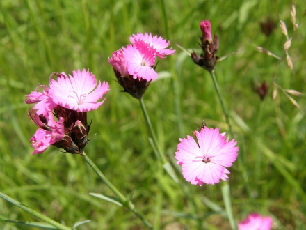 4ll01-2013.05.21-dianthus-carthusianorum-a-c.leitner-3-2126719d43b620ae84dea57c39a89e56