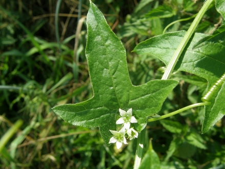 4ll03-2013.07.10-bryonia-dioica-a-c.leitner-160252a6694a2654998f861afe0a0dcb