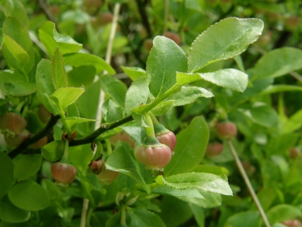 4sd01-2013.05.08-vaccinium-myrtillus-a-c.leitner-1f4ed92bdf0380571fae1332cd2927c7