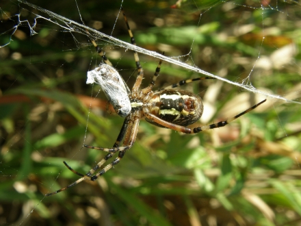 4sd06-2012.10.03-argiope-bruennichi-a-c.leitner-1f745085d4cf46d73e94b5402c0d6905