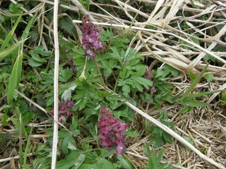 4sd12-2013.04.09-corydalis-cava-a-c.leitner-b32c2f24907a8a6d2ef7c45519be0a5c