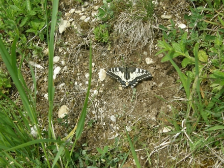 4sr02-2014.05.06-papilio-machaon-a-c.leitner-2-d187452dd7266e9e532167e8ef80dd10