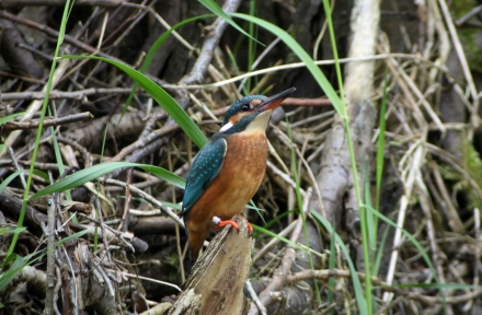 5eisvogel_beringt_adultesweibchen_04052014_a-foto-copyright_heidikurz-5dfe286c60194dfa63ef6e086e3588dc